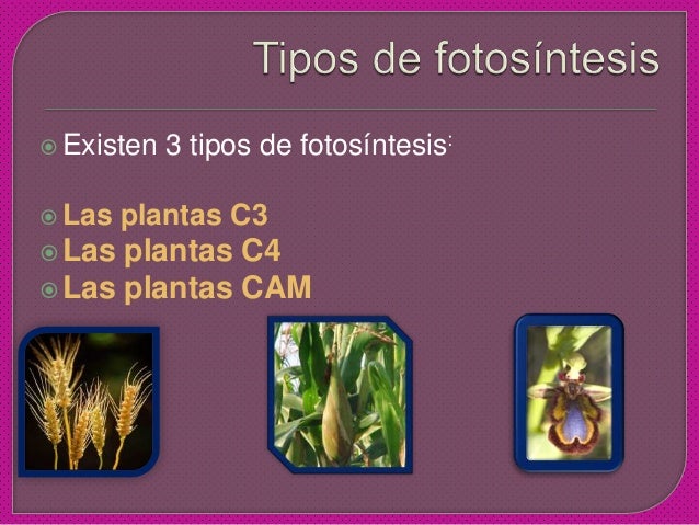 Descargar diapositivas de la fotosintesis 47 Descargar diapositivas de la fotosintesis 18